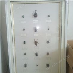 实验室教学昆虫标本 远航 昆虫标本 园林害虫教学标本