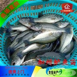 怀化加洲鲈鱼苗 吉鲳水产鱼苗公司质量保障加洲鲈鱼苗