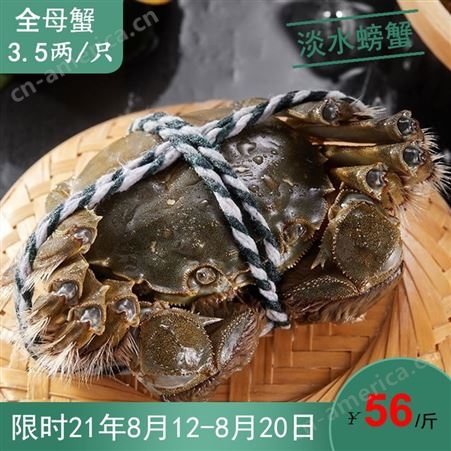 8月11到20日潜江鲜活大闸蟹六月黄淡水螃蟹3.5两规格全母蟹56/斤30斤起售
