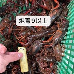 炮头小龙虾稳定供货潜江批发商9钱以上1两以上超大规格小龙虾