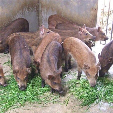 供应种野猪   野猪发展前景  小野猪市场价格  野猪苗生产基地