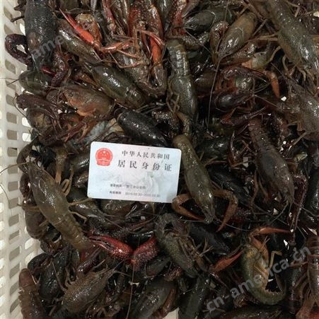 2021年3月1日潜江小龙虾6789钱大青虾肉质饱满底板50斤起批发全国
