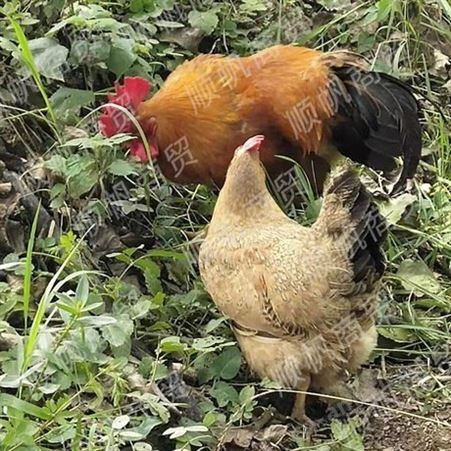 农家散养母土鸡 坐月子新鲜老母鸡现买现杀 草鸡麻鸡烤鸡肉鸡土鸡