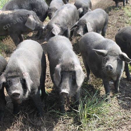 供应种野猪   野猪发展前景  小野猪市场价格  野猪苗生产基地
