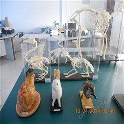 动物骨骼标本 教学用品骨骼标本动物骨骼标本动物骨骼标本销售厂家