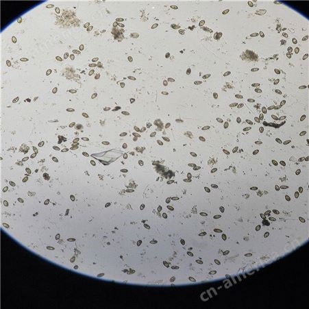 蛔虫蛲虫 寄生虫玻片标本 定制塑化标本 血吸虫卵装片