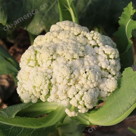 绿拓食品农家货有机散菜花 优质白菜花段即食即用