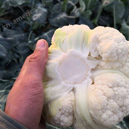 绿拓食品农家货有机散菜花 优质白菜花段即食即用