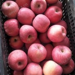 产地红富士 栖霞苹果基地 苹果批发便宜 裕顺大量上市
