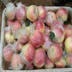 产地红富士 苹果新鲜水分多 苹果批发便宜 裕顺大量上市