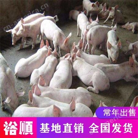 北京 高产生猪好喂养 黑猪苗批发 常年有货裕顺牧场