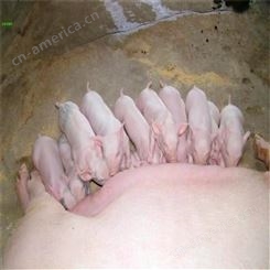 黑龙江 纯种太湖仔猪 生猪采购 裕顺农产品养猪场