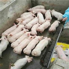 黑龙江 肥胖生猪价格 出栏万头仔猪 欢迎致电裕顺厂家