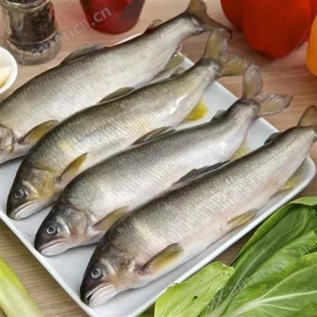 香鱼片日料食材 香鱼铁板烧 冰鲜香鱼河鲜水产特产香鱼