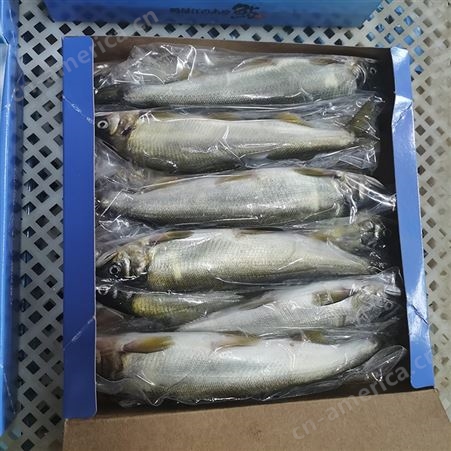 冷冻香鱼 铁板烧烤食材 香鱼海鲜水产冻品 鸭绿江特产