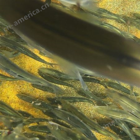 香鱼水产养殖 精品鱼苗活体 可提供养殖技术