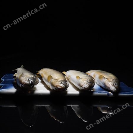 香鱼水产养殖 精品鱼苗活体 可提供养殖技术