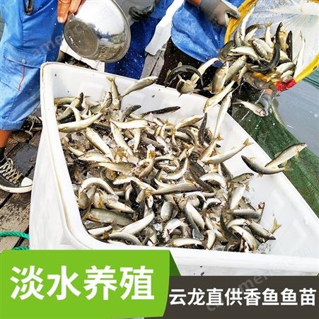 加盟淡水养殖养香鱼 云龙渔业香鱼鱼苗全国供应