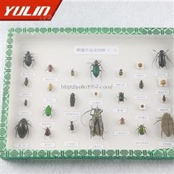 鞘翅目昆虫50种 高校教学标本 干制昆虫标本 教学使用