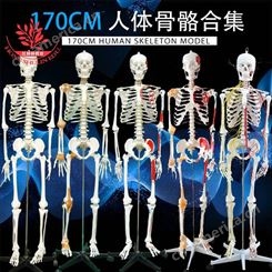款式高教标准脊椎可弯曲细节170cm一级全身骨架人体骨骼模型