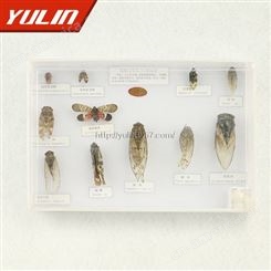 同翅目昆虫标本11种 高校教学标本 干制昆虫标本 教学使用