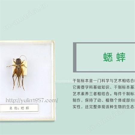 蟋蟀标本 动物类标本 教育用具 教学标本