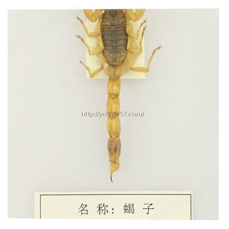 蝎子 高校教学标本 干制昆虫标本 教学使用