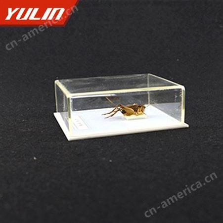 蟋蟀标本 动物类标本 教育用具 教学标本
