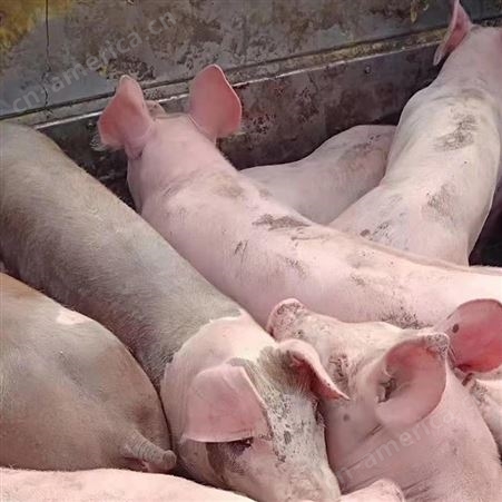 30斤小猪 猪苗养殖   自繁自养 防疫健全 2022年生猪行情