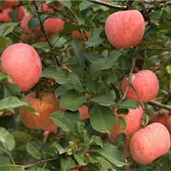 杭州市现货红富士苹果 新鲜水果 宏远果蔬 工艺精良