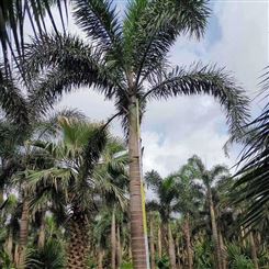 大量供应海南椰子苗 狐尾椰子 椰子树南方种植 风景果树